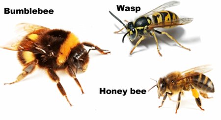 Photo of a bumble bee, wasp and honey bee