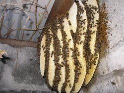 Photo of an established swarm in a garage