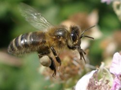 Photo of honey bee on a bramble