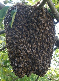 Photo of a honey bee swarm
