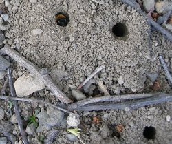 Photo of a miner bee