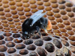Photo of a red tailed bumblebee