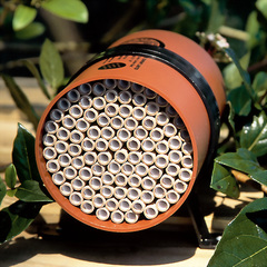 Photo of a Solitary bee nesting cylinder