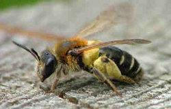 Photo of a solitary bee