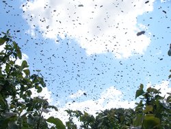 Photo of a swarm in the air