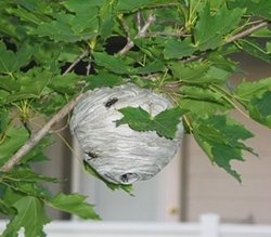 Photo of a wasp nest in a bush
