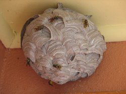 Photo of a wasp nest